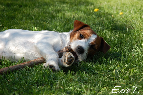 090614 Pyry.JPG - Pyry & keppisaalis
